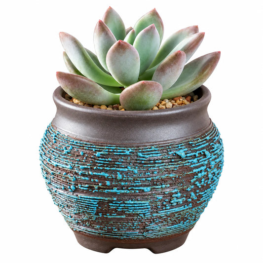 A succulent plant with pale green leaves tipped in pink, potted in a textured brown ceramic pot with distressed turquoise blue patterns, set against a plain white background.